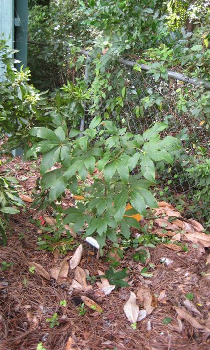 Red Buckeye